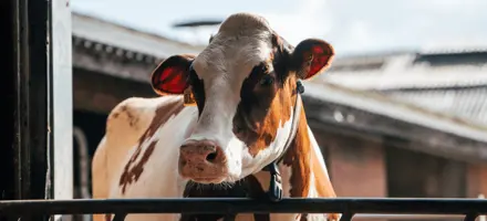 DRH Ko Der Hygger Sig