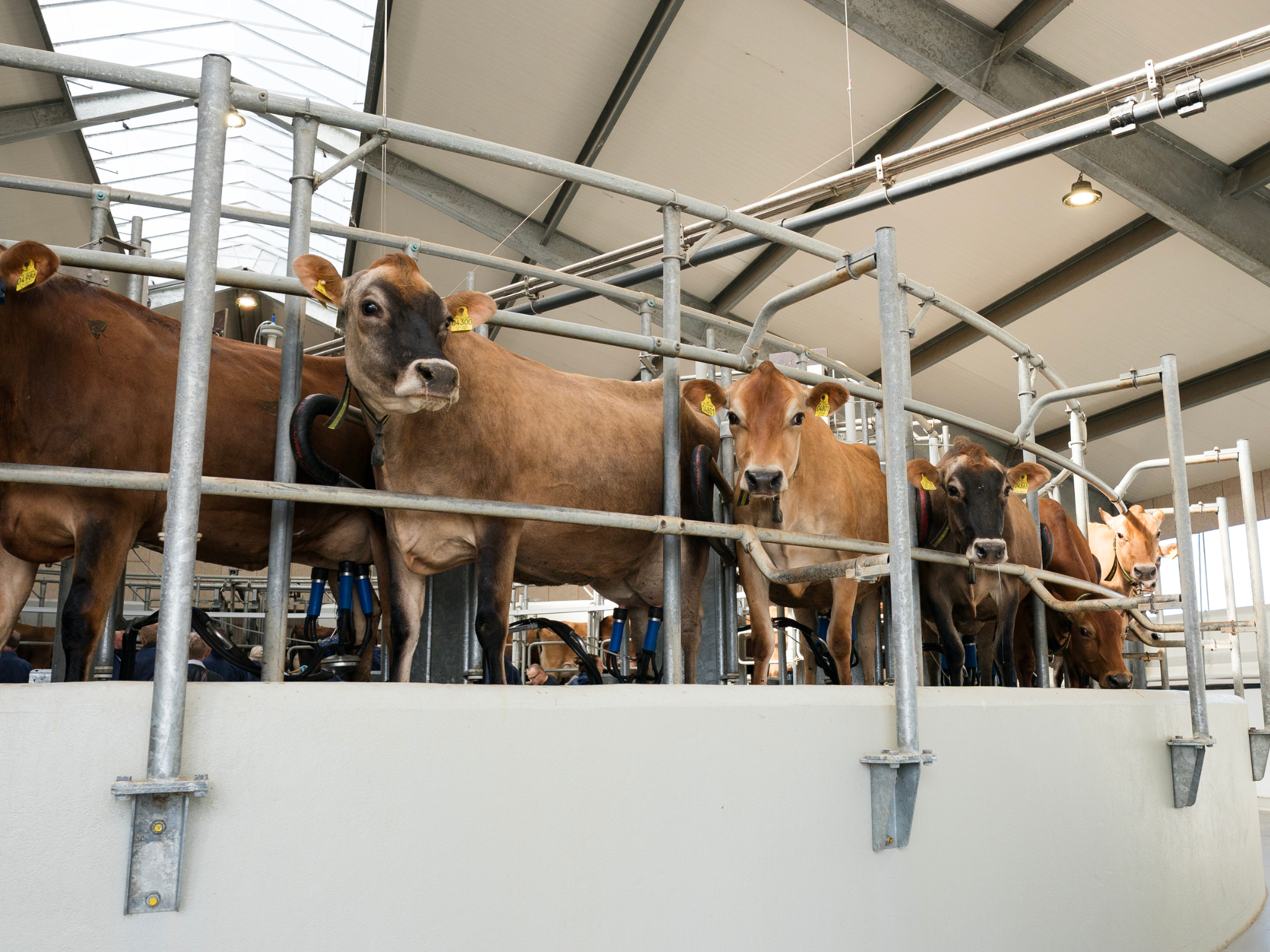 Jersey Verdenskongres 38