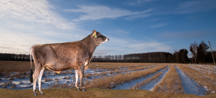 Jersey Avlsværdital