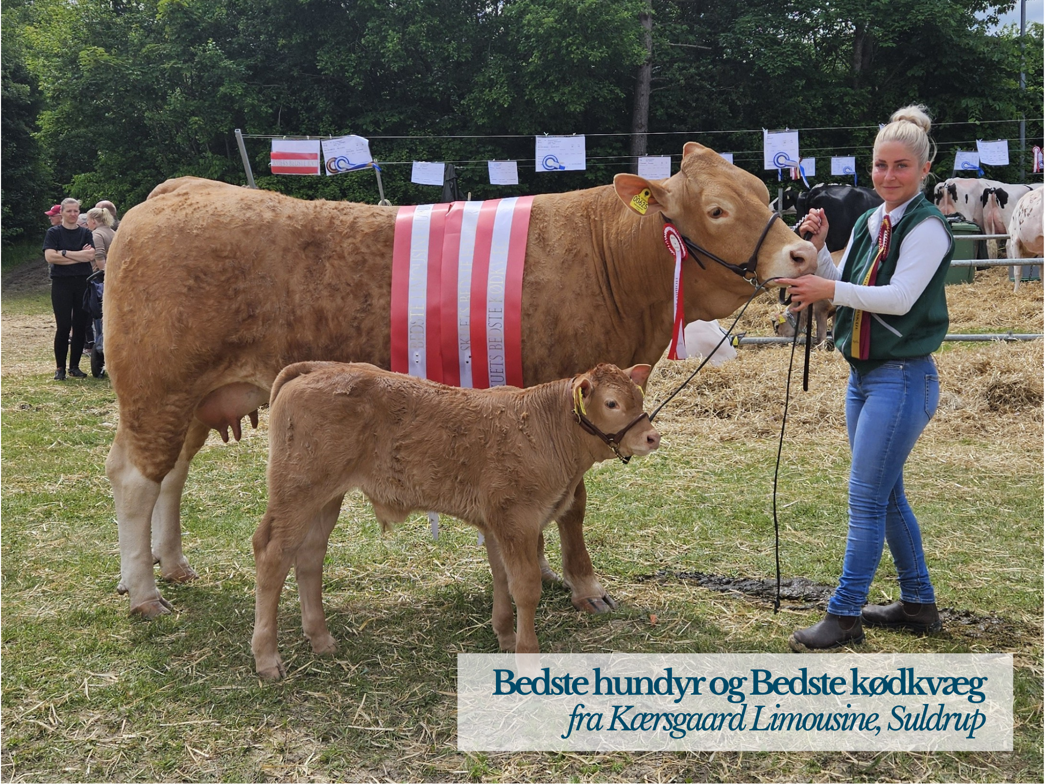Bedste Hundyr Og Bedste Kødkvæg, Hobro Dyrskue