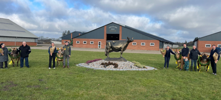 De Fire Jerseykøer Og Opdrætterne Fra Fejringen Af 10.000 Kg Fedt + Protein