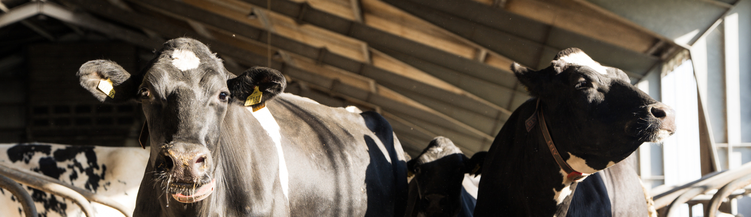 Ny Samarbejdsaftale Mellem Vikingdanmark Og Dansk Holstein