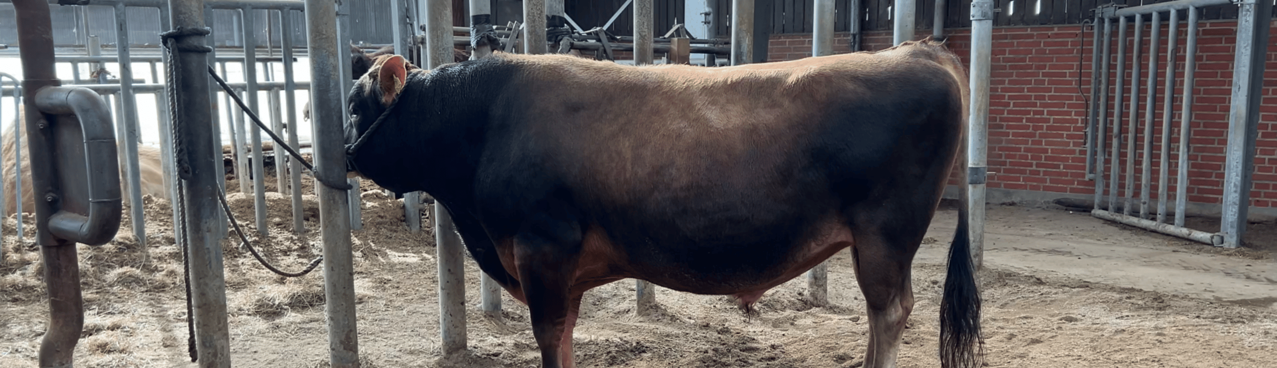 VJ Jabras Mor Præsterer I Syv Laktationer, 12.100 Kg EKM I Gennemsnit Og Er Mor Til To Tyre, Der Har Fundet Vej Til Brugsplanen.
