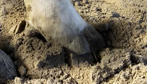 Digital Dermatitis Og Halte Køer Side 7 Vikingnyt 2 2021