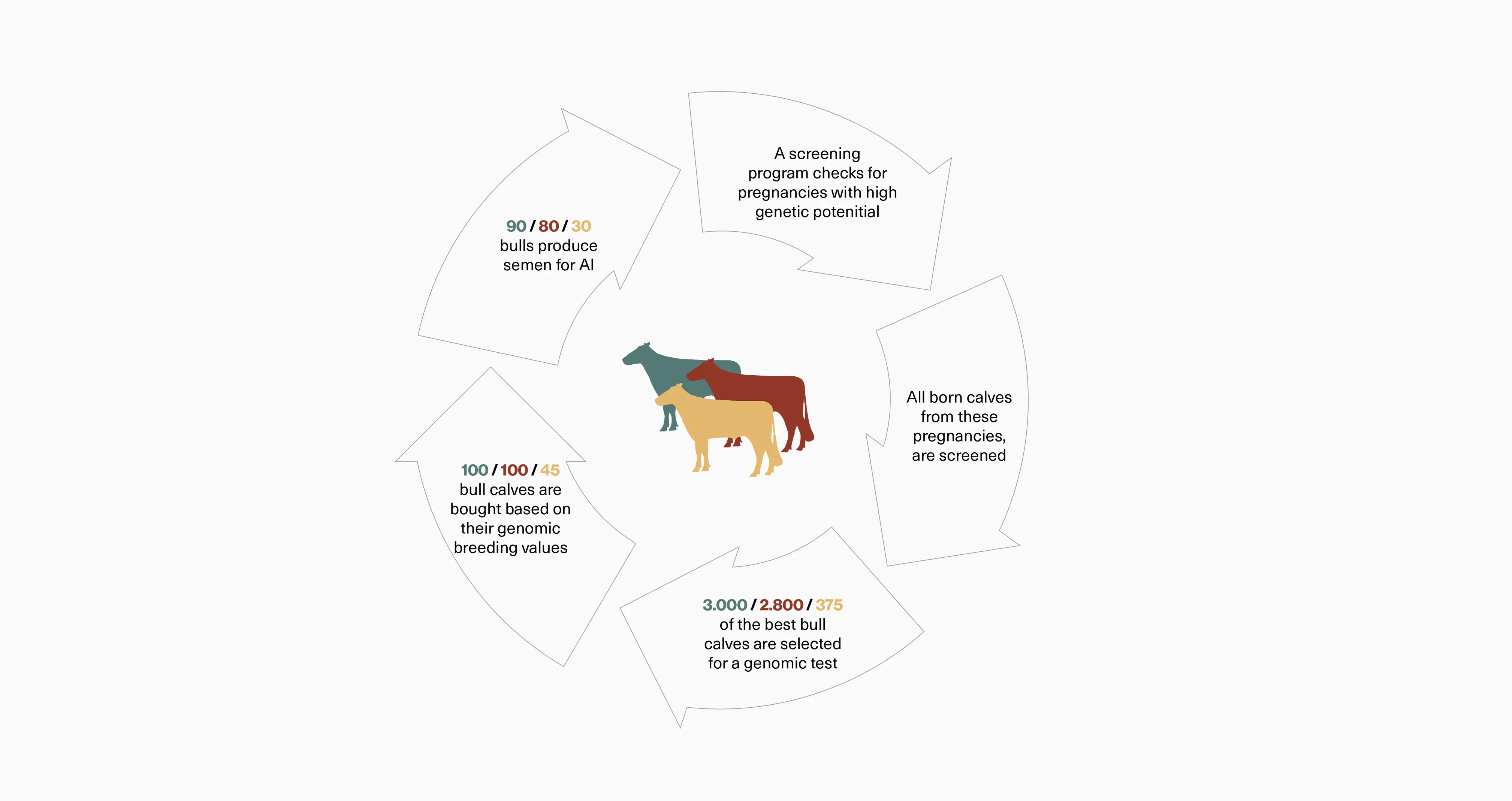 Bull Selection Web