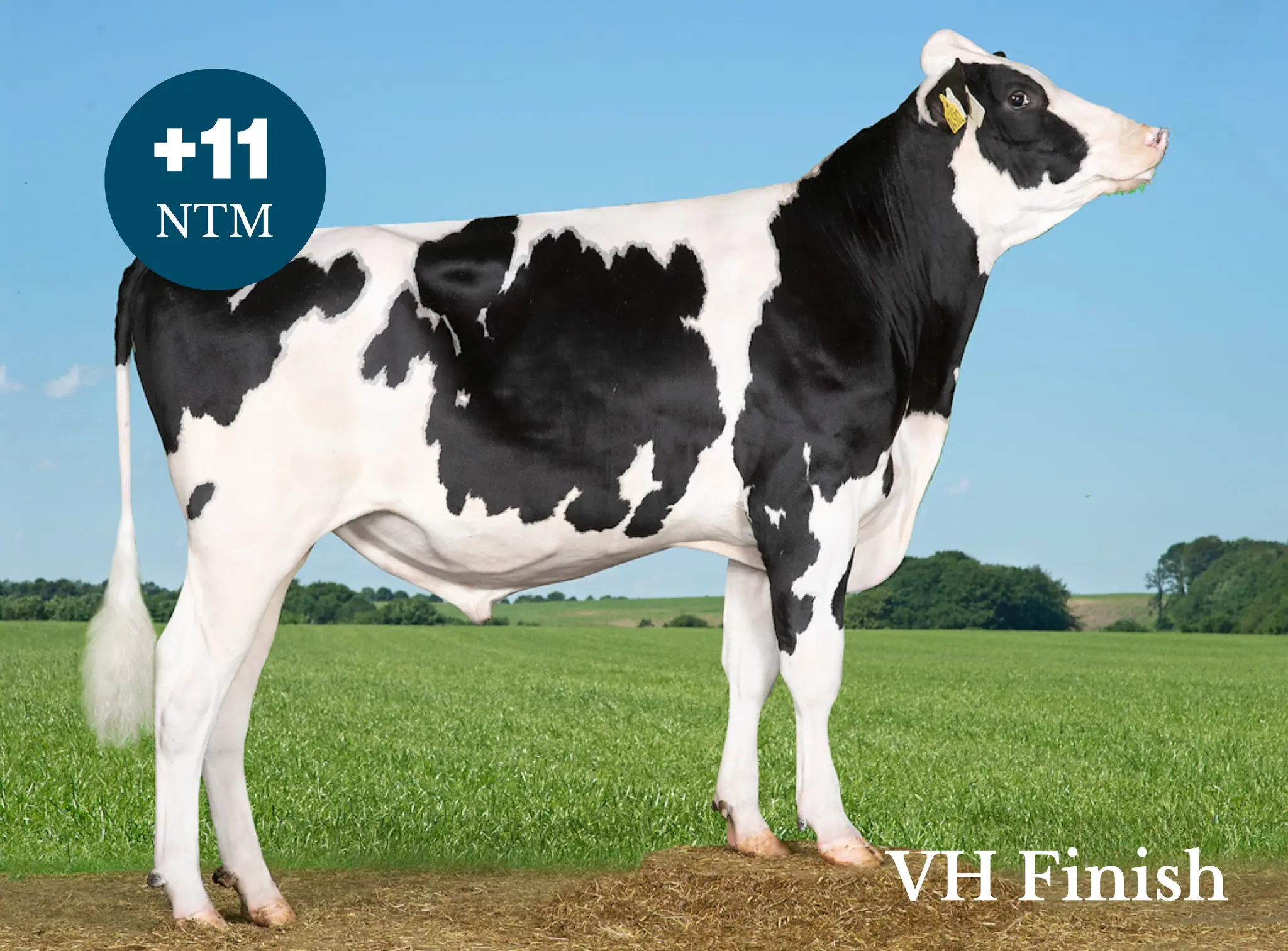 VH Finish