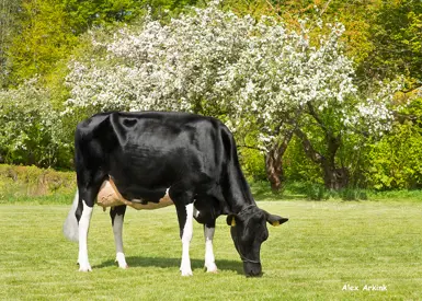 VH Manfolk Daughter No 26089 6931 From Vejlskovgaard Claus Fenger Odder Scenic02 1