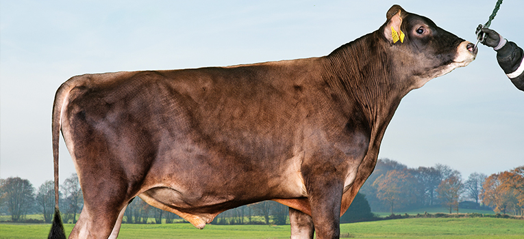 VJ Laster (VJ Lasky) Srgb Web Oversigt