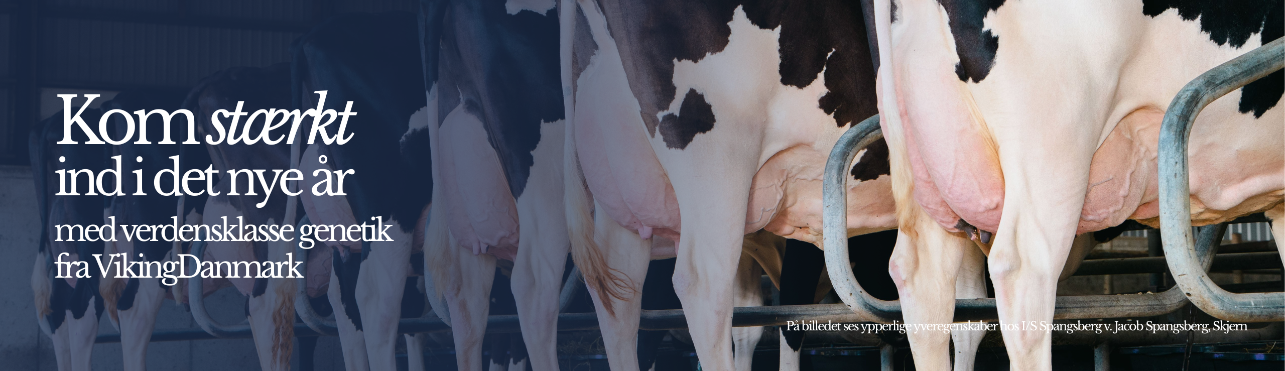 Kom Stærkt Ind I Det Nye År Med Verdensklasse Genetik Fra Vikingdanmark