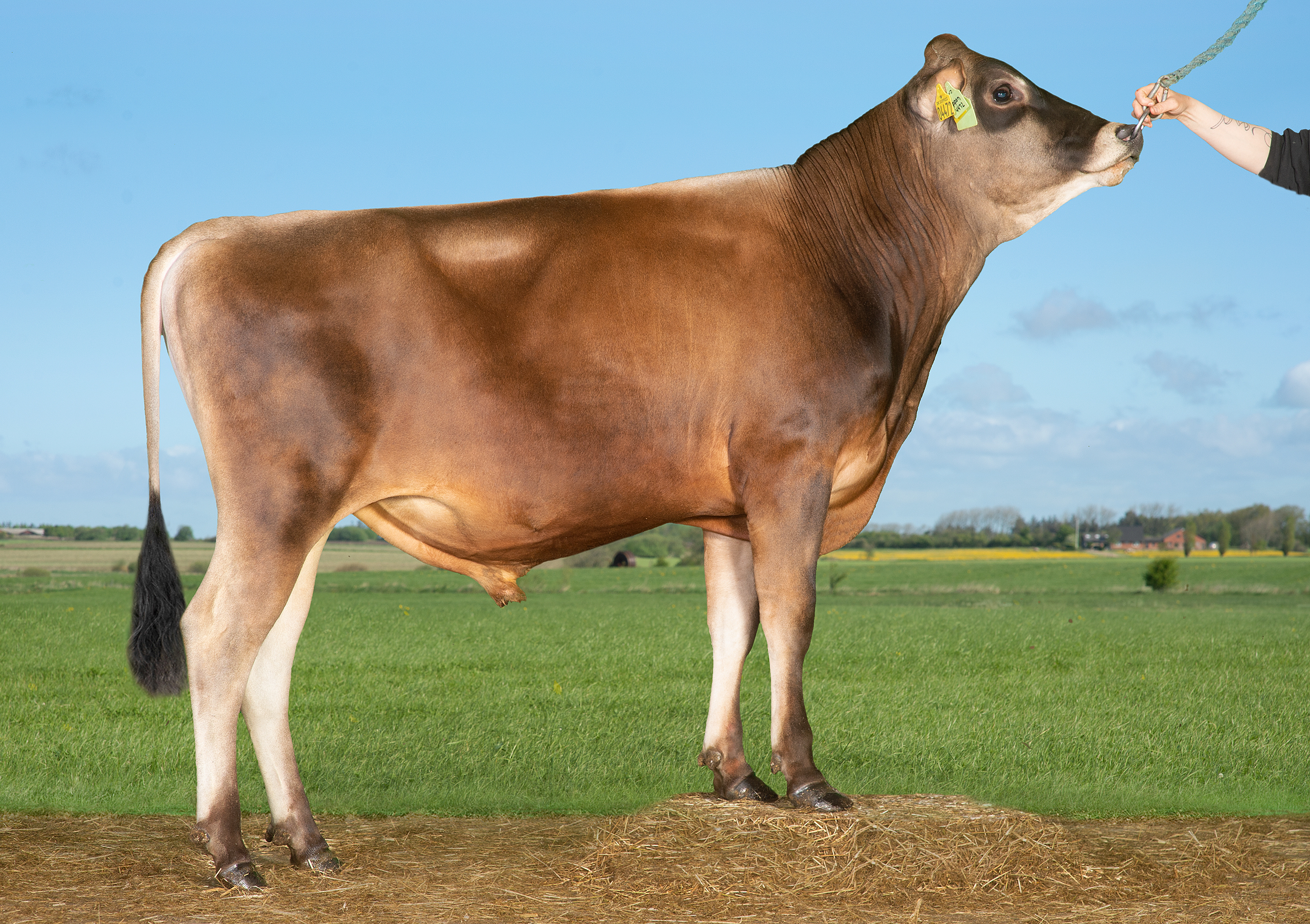 VJ Nippon (VJ Nibiru)