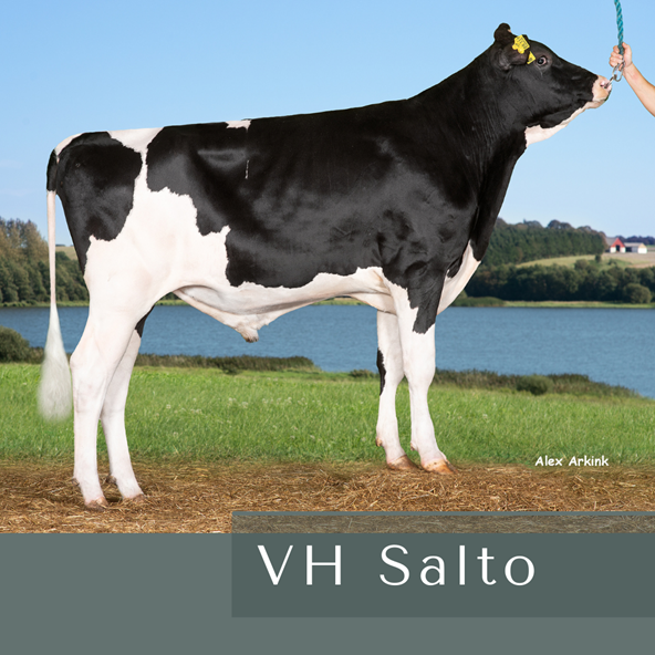 VH Salto