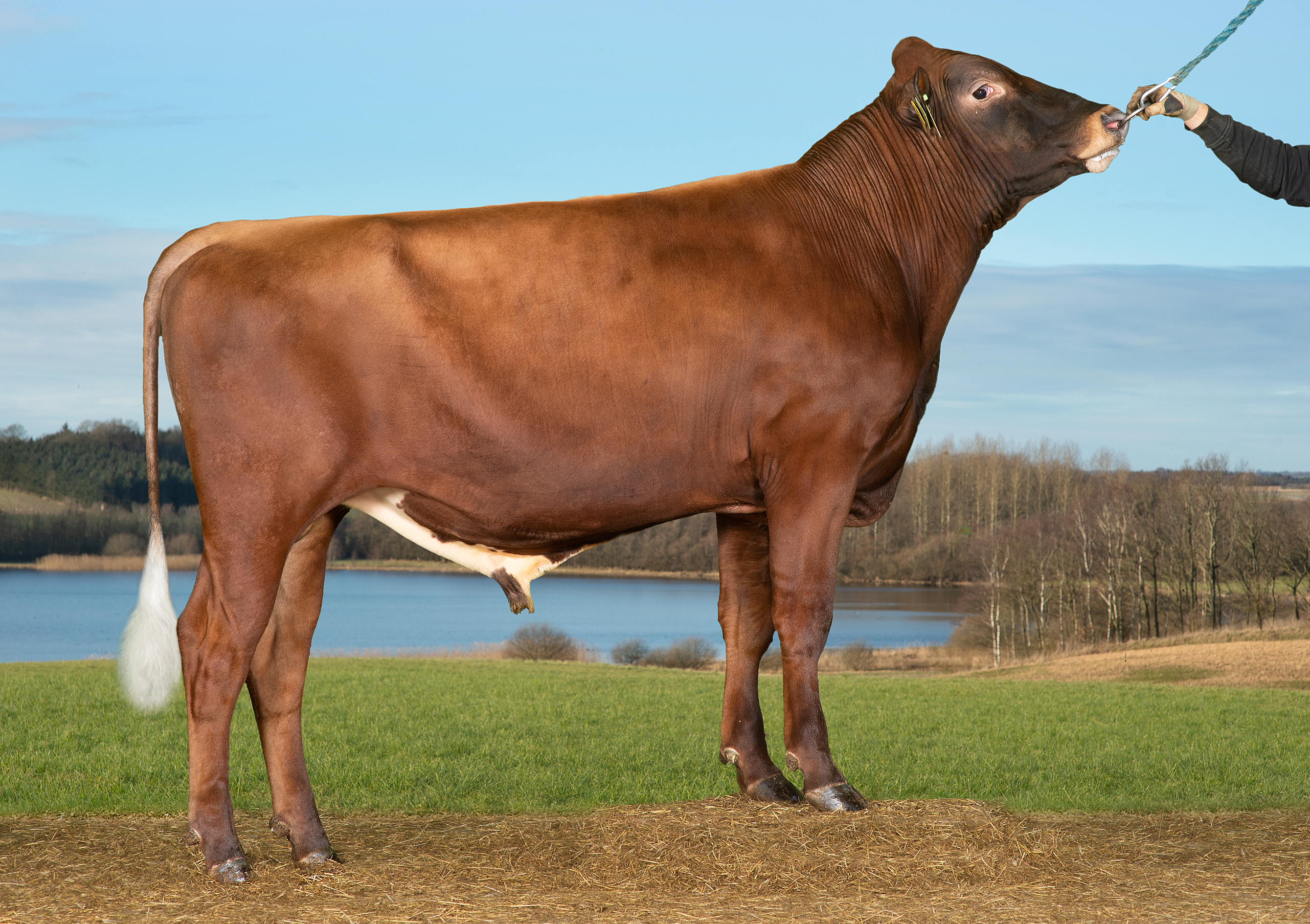 VR Havcar P (VR Haval P)