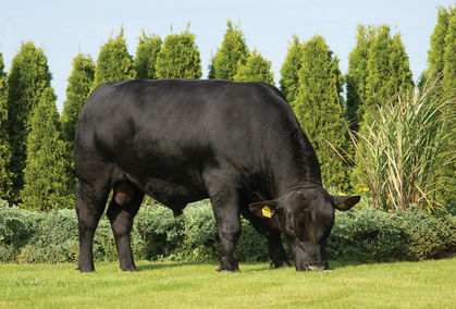 VB Baloo Scenic Edited (1)