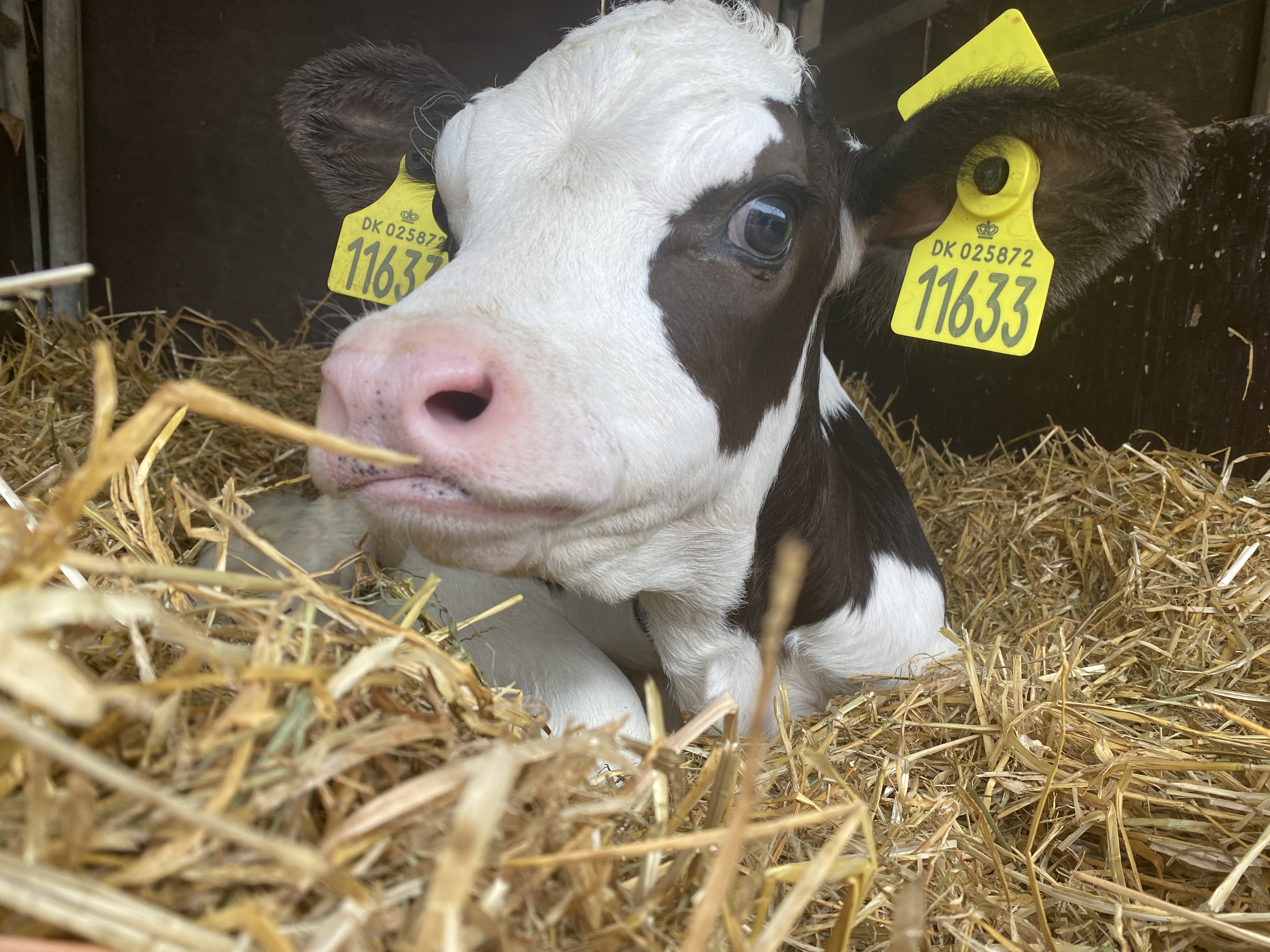 Gyllingnæs IMG 4399 (1)