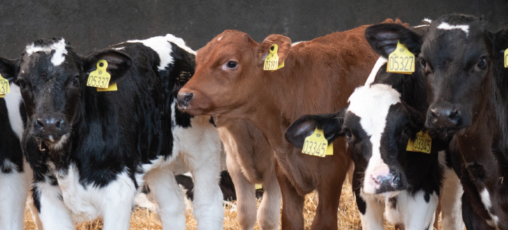 Søde Kalve Der Kigger