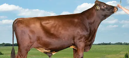 VR Fuzzy P (VR Fanof P) Young Forside