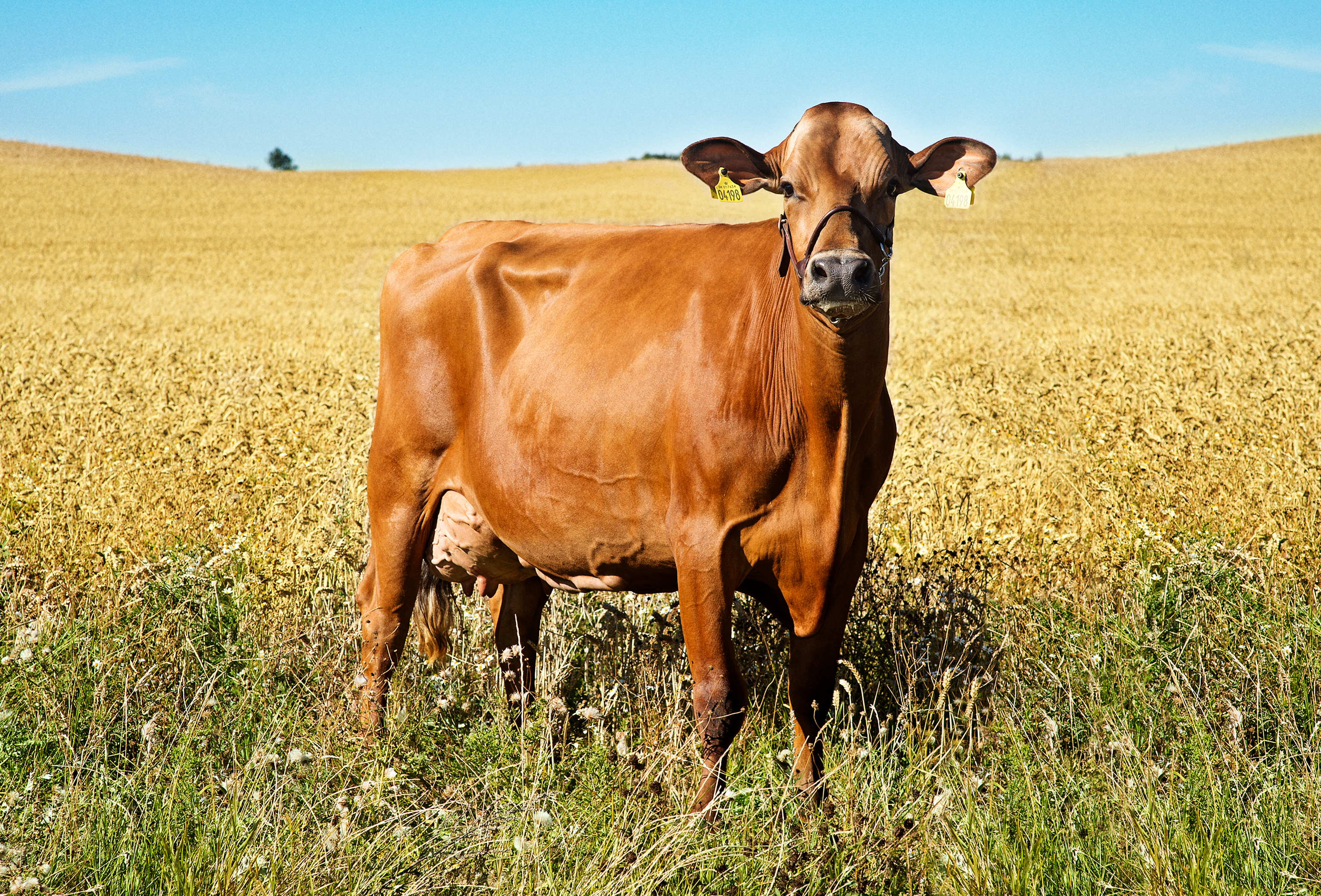 VR Cigar Daughter No 17634 Hanne Storm Brems, Fåborg