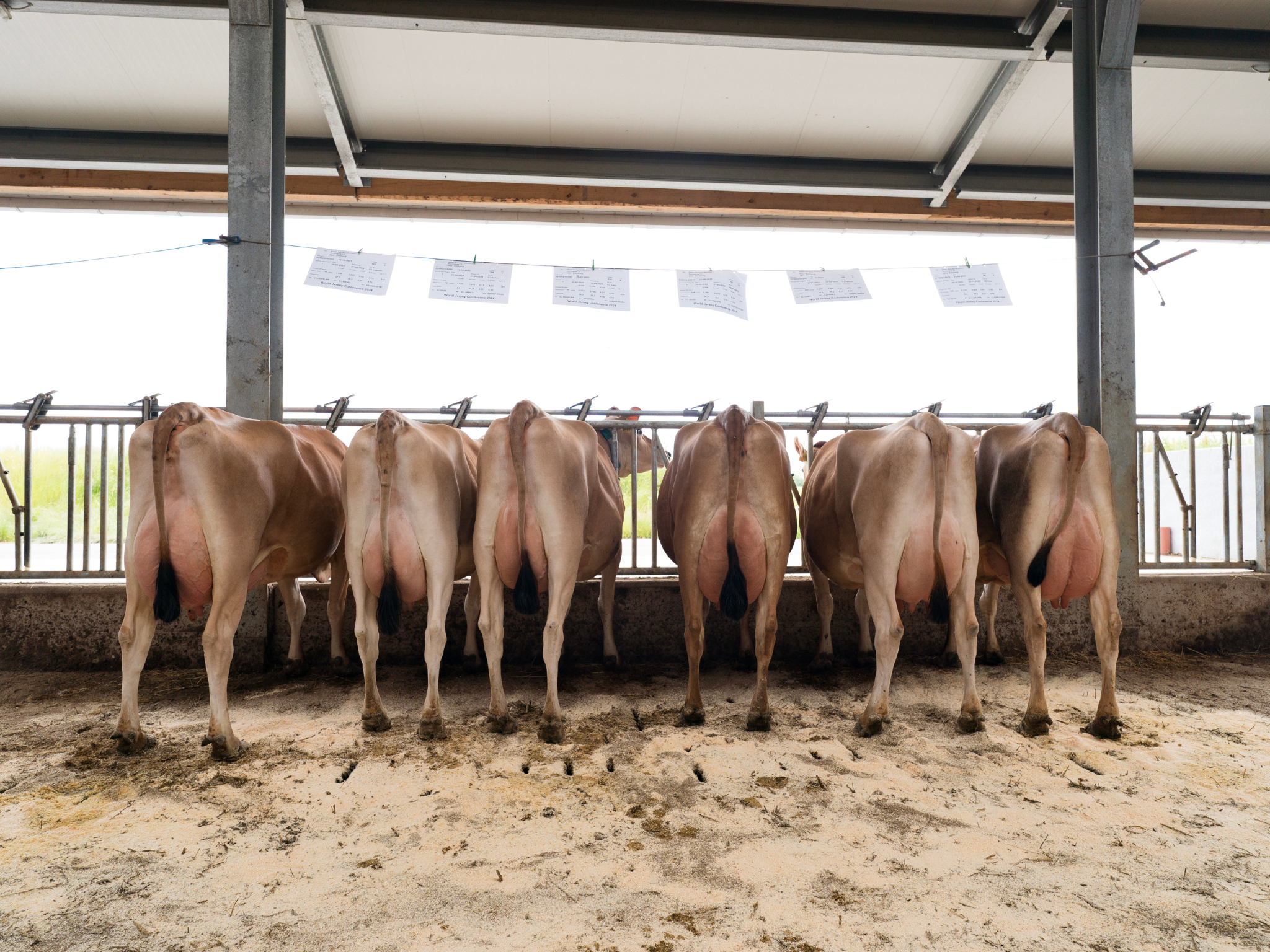 Jersey Verdenskongres 8