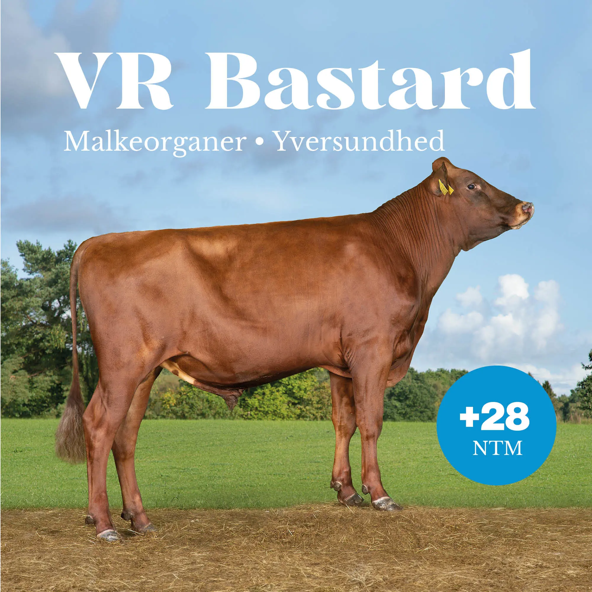 VR Bastard