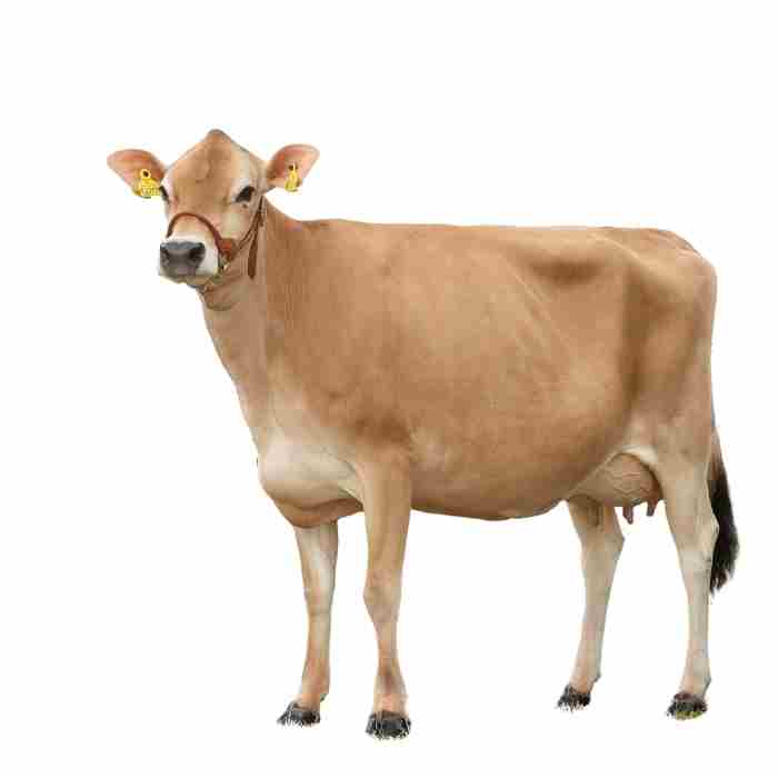 Dansk Jersey Profiltøj