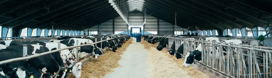 Besøg i stald med køer