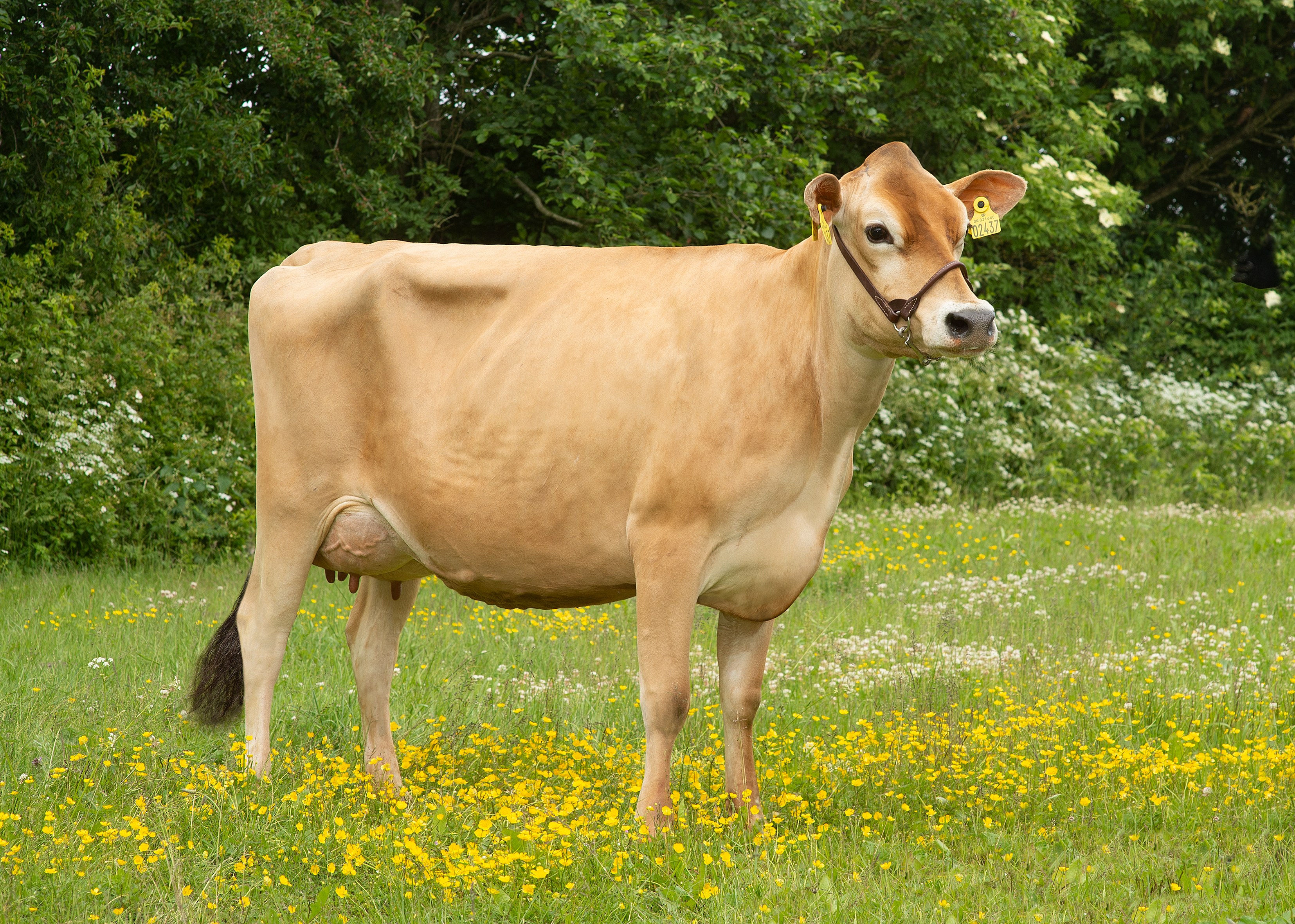 VJ Dandi Daughter No 31640 2437 From IS Nørvang Hobro