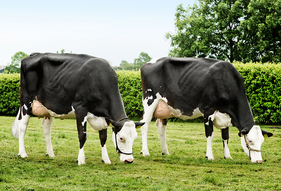 Vr Hielke Daughters Nos 32445 4503 L 32445 4508 R Procross1 From Sjaak And Jacqueline Bosma Farsø Vn Srgb Web