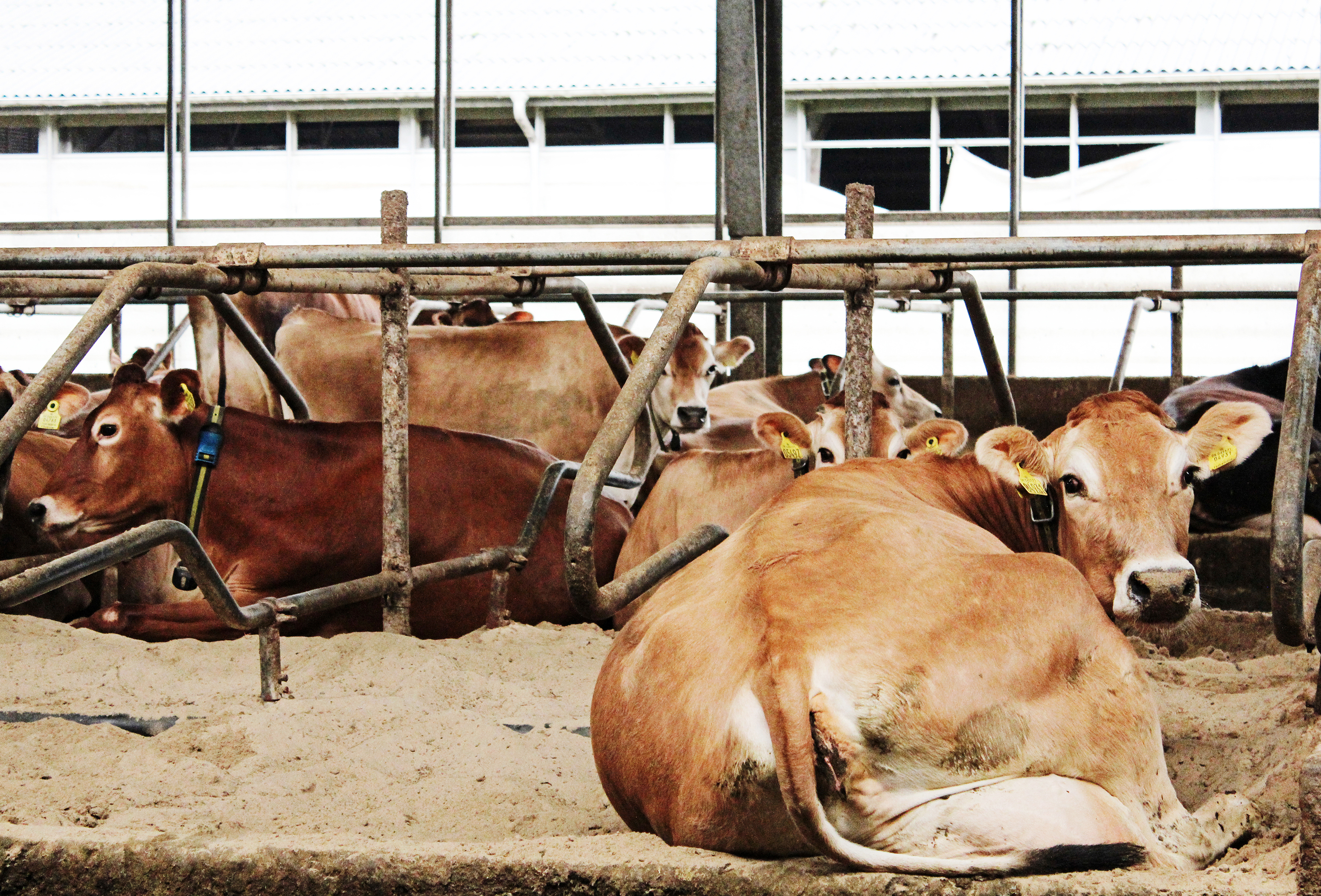 IMG 4796 Vn Srgb Web