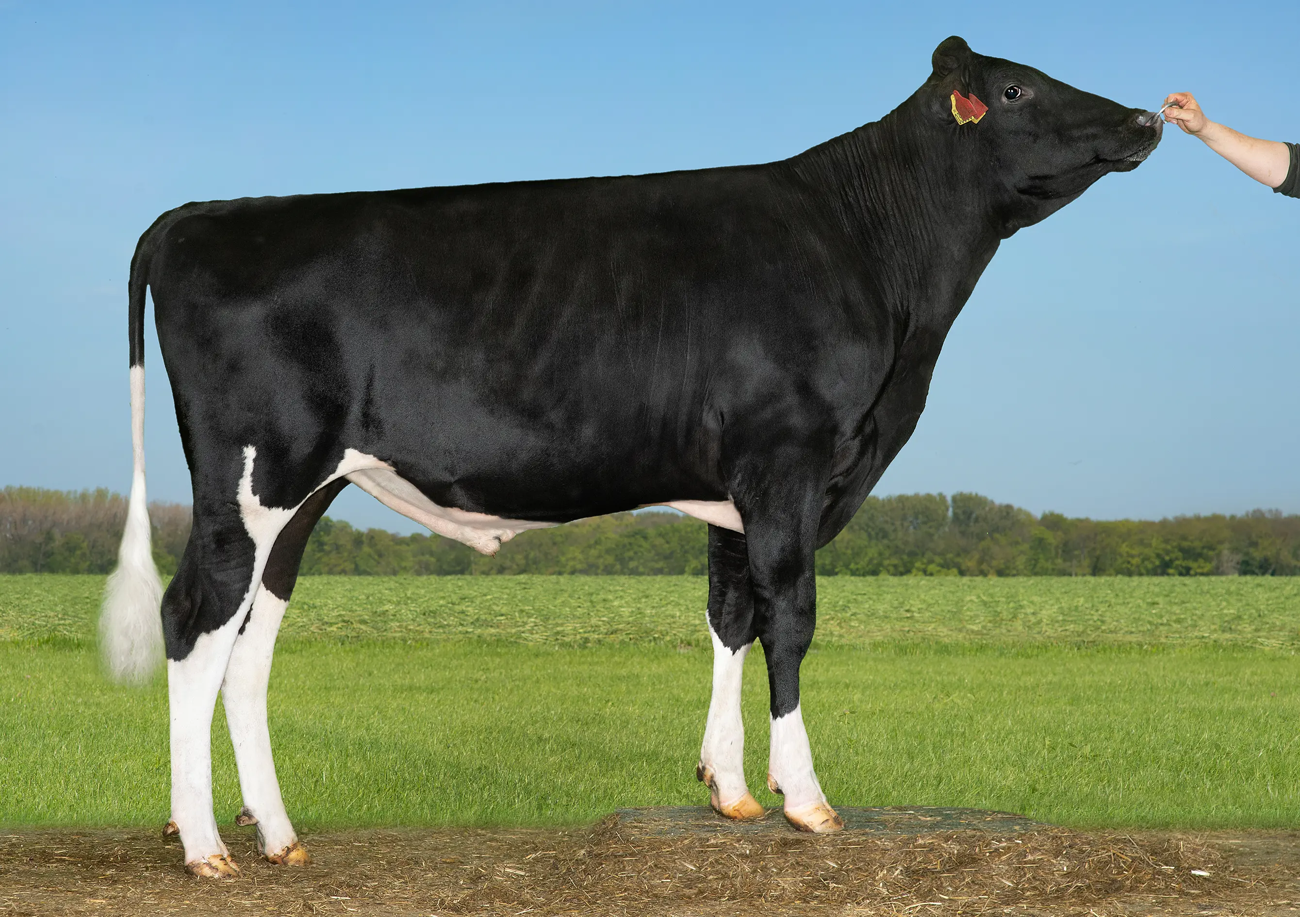 VH Newyear (VH Nader) (1)