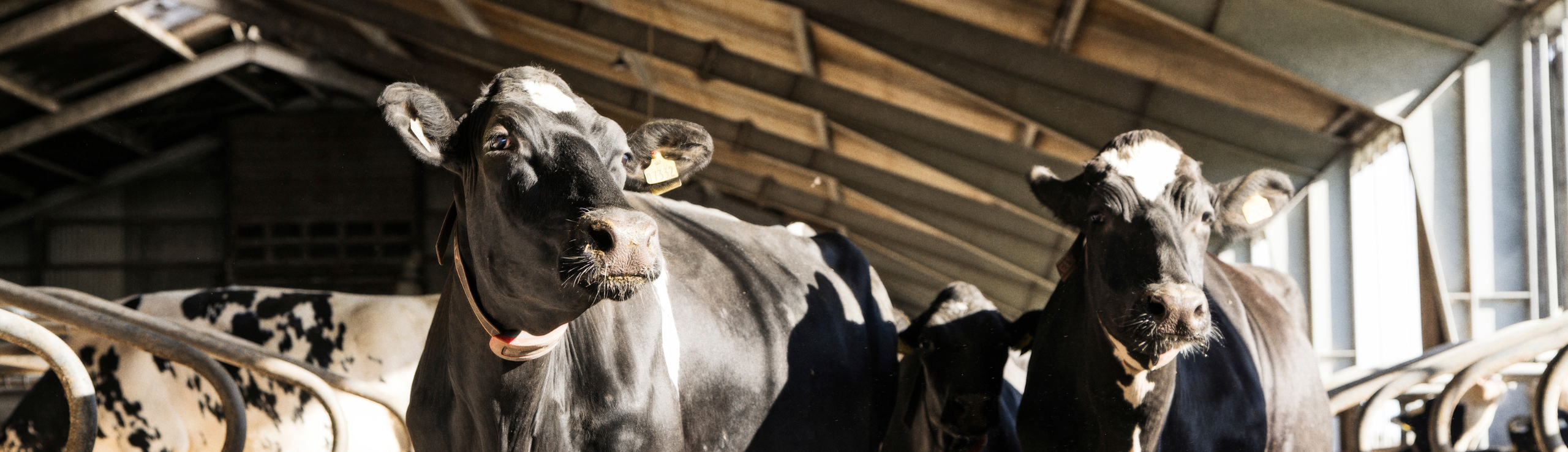 2 Flotte Holsteinkøer Nyder Solen Stråler
