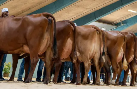 Bedste Besætningsgruppe RDM Landsskuet 2024