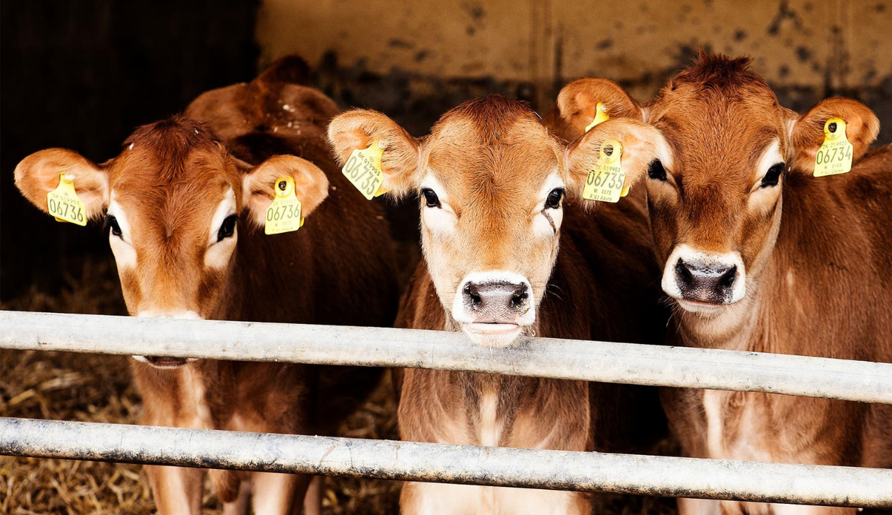 Half Hero Qarter 1280 739Px