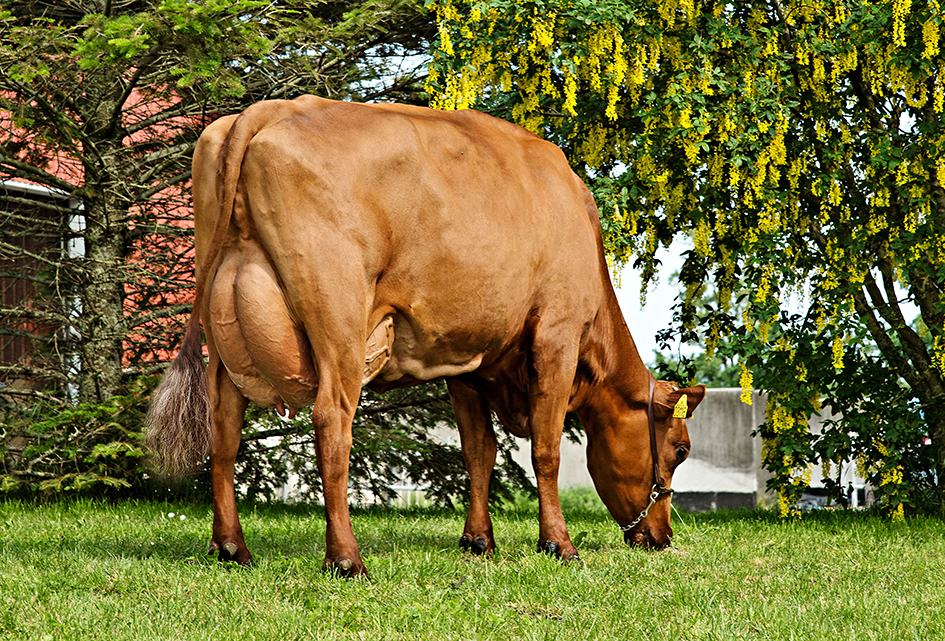 Vr Corona Daughter1 No 31363 3118 From Per Møller Kaasing Storvorde Scenic Vn Srgb Web