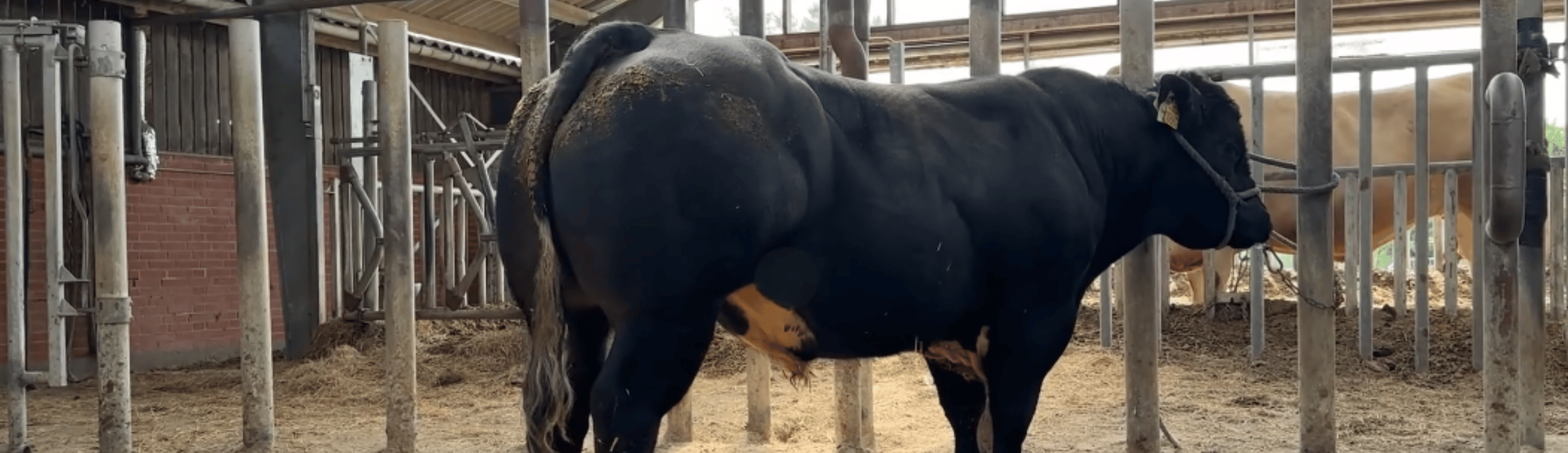 VB Sumo På Tyrestationen