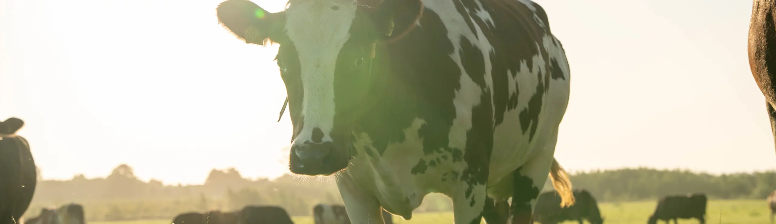 Klimavenlige køer kan fremavles