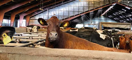 Article Entry Spot Vrvenus