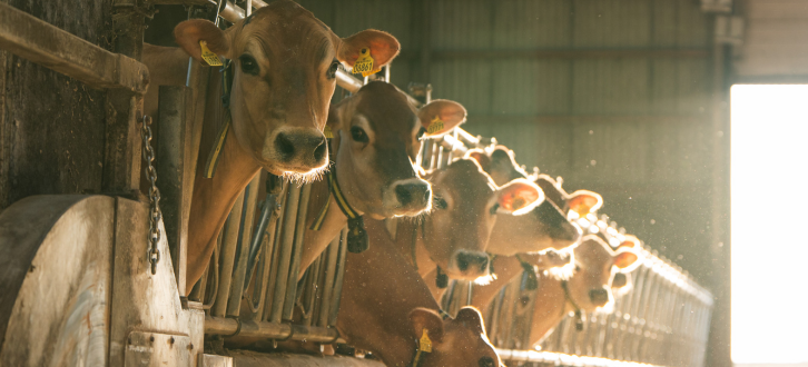 Jersey Køer På Stribe