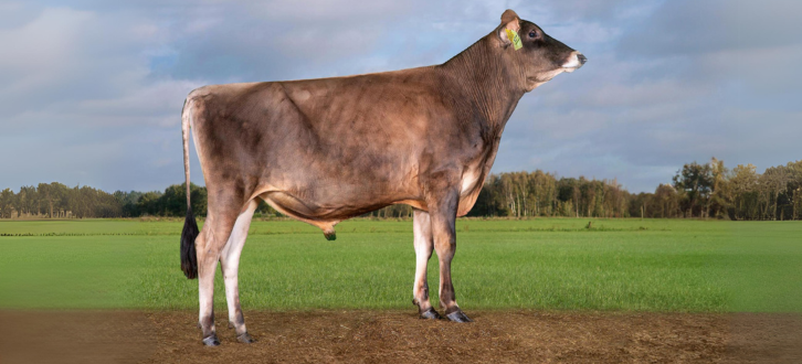 VJ Sultan På Mark (1)