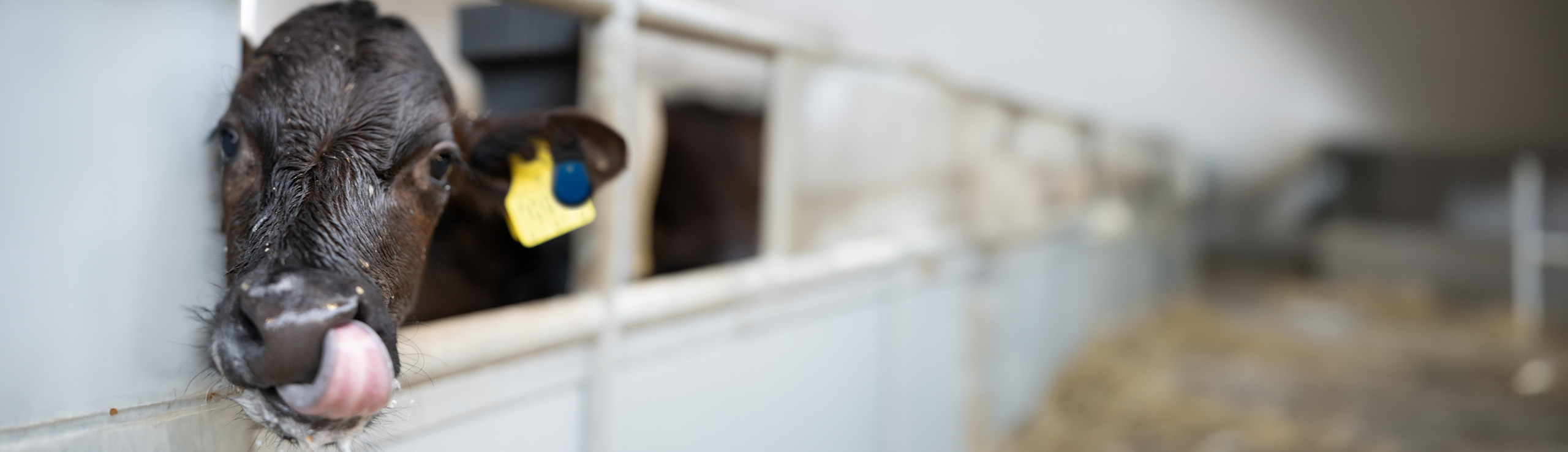 Kalv Der Slikker Sig Om Munden