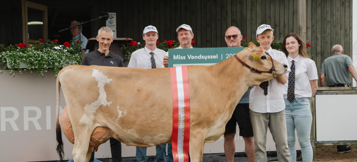 Miss Vendsyssel På Hjørring Dyrskue 2026. En Ko Efter VJ Superb X Chrome Fra Alstrup IS