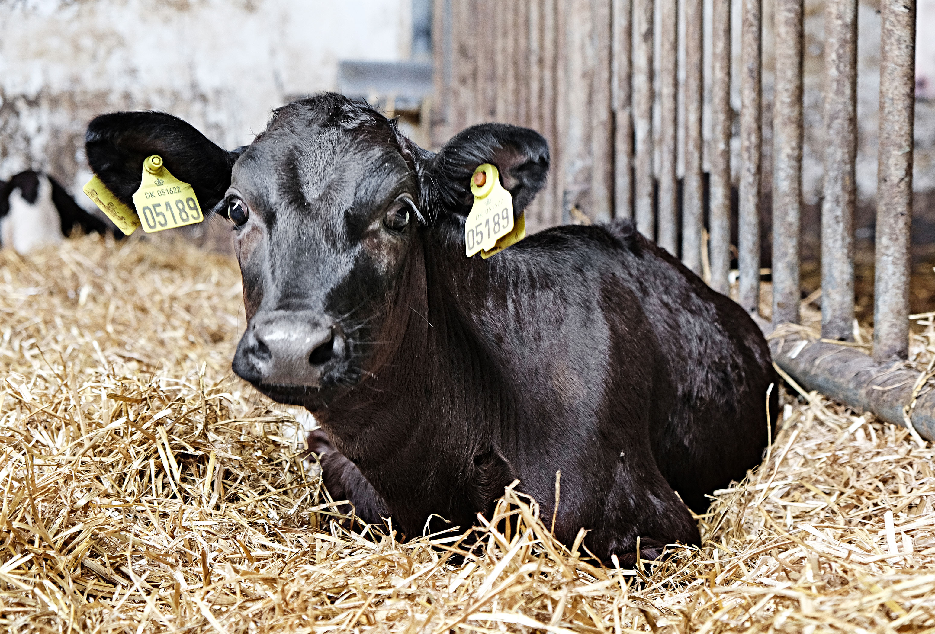 DSCF4579 Vn Srgb Web