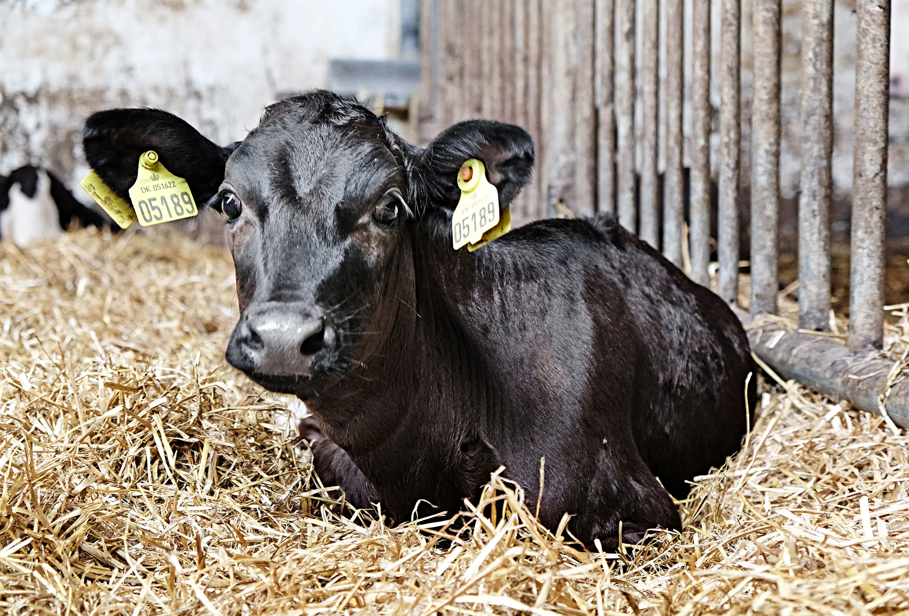 DSCF4579 Vn Srgb Web