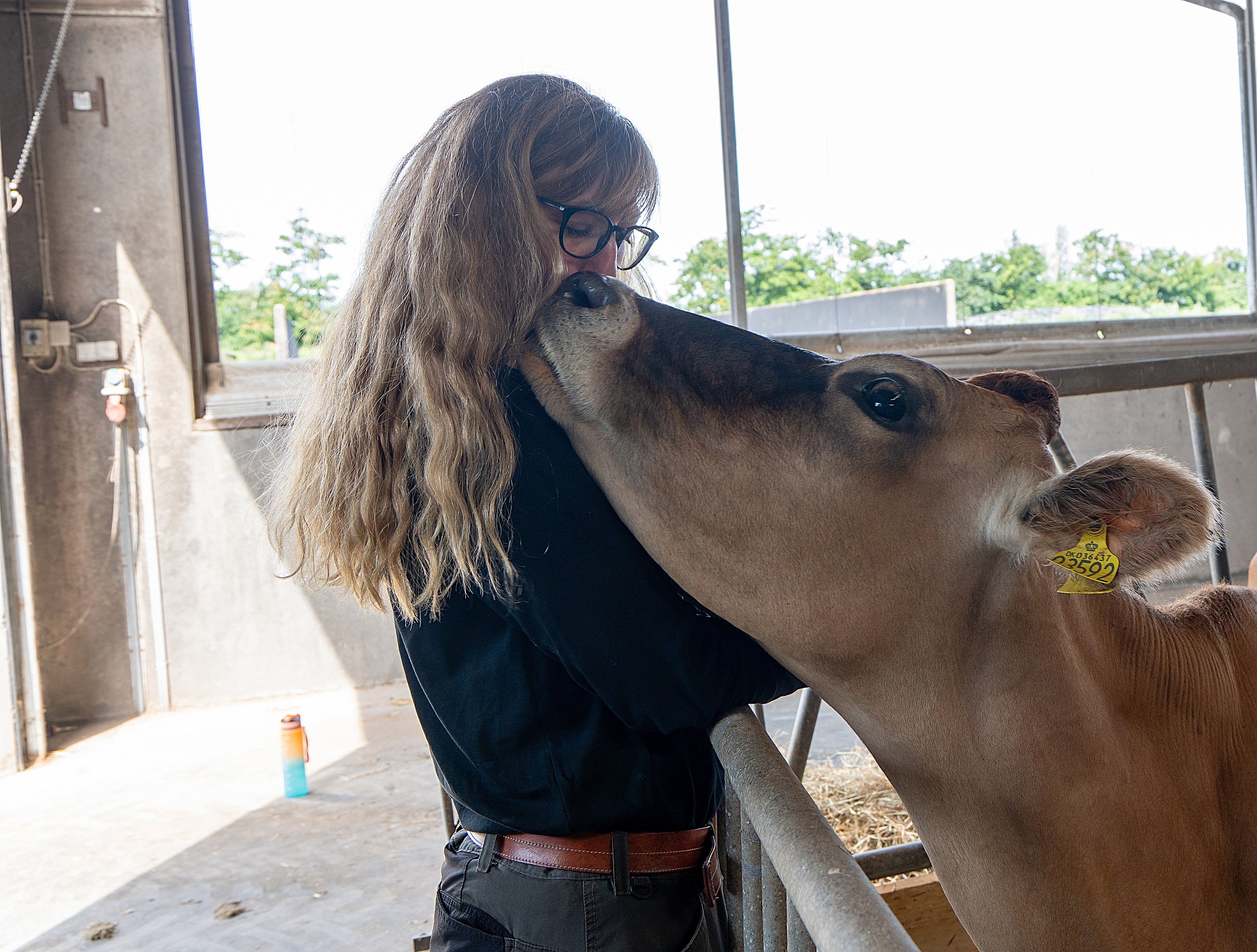 Køernes trivsel er vigtig