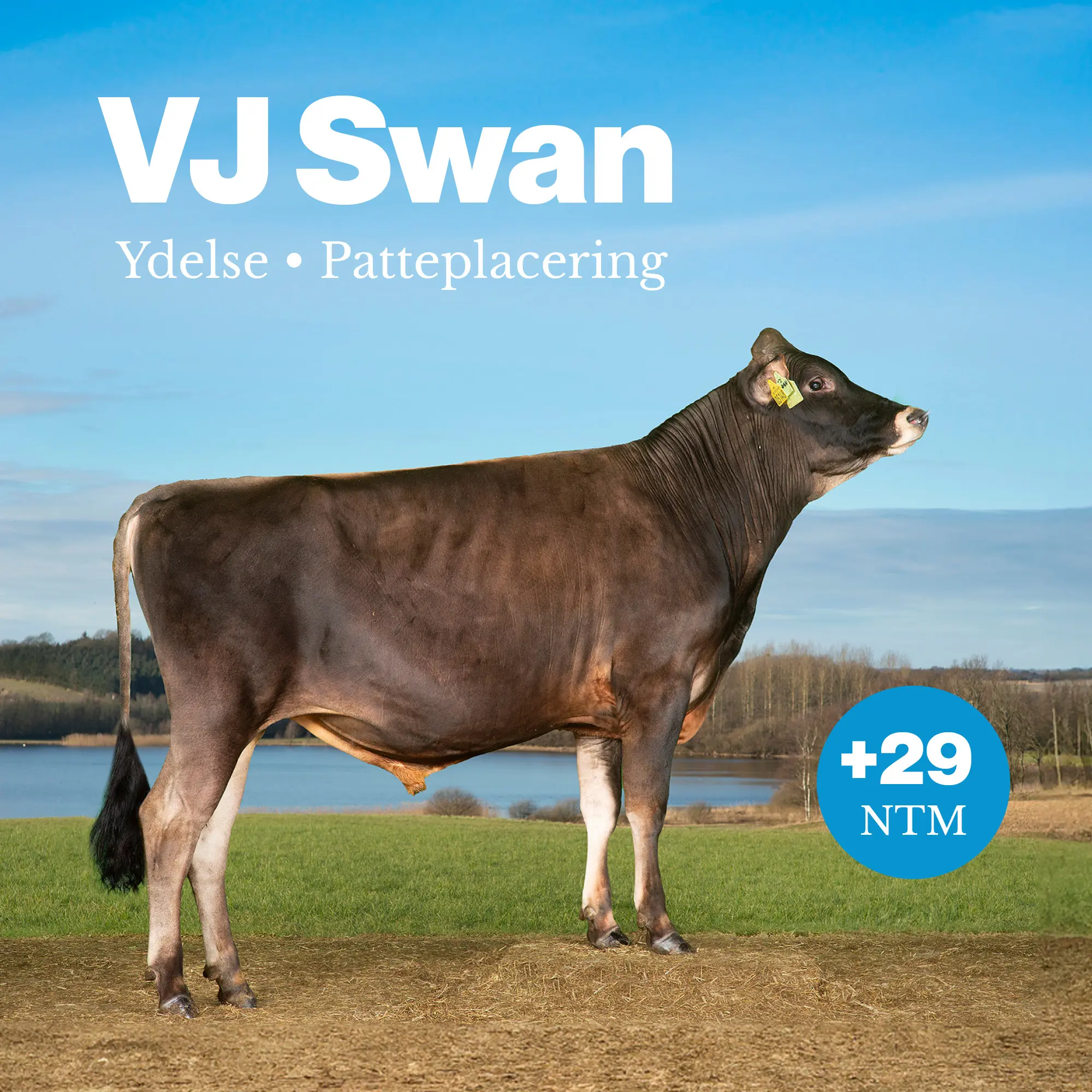 VJ Swan