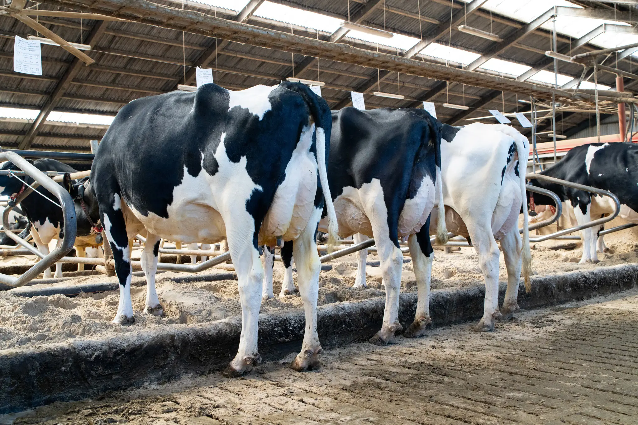 Fra Venstre Mistral, Mojito Og Magic, Billede Tage Mod Venstre Bagben