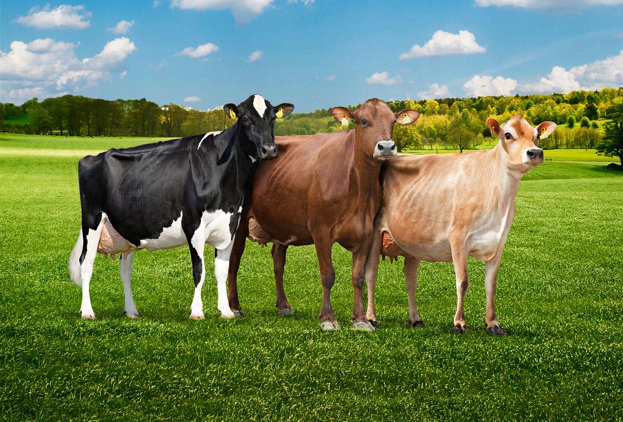 Fotocollage Højformat 1 Web