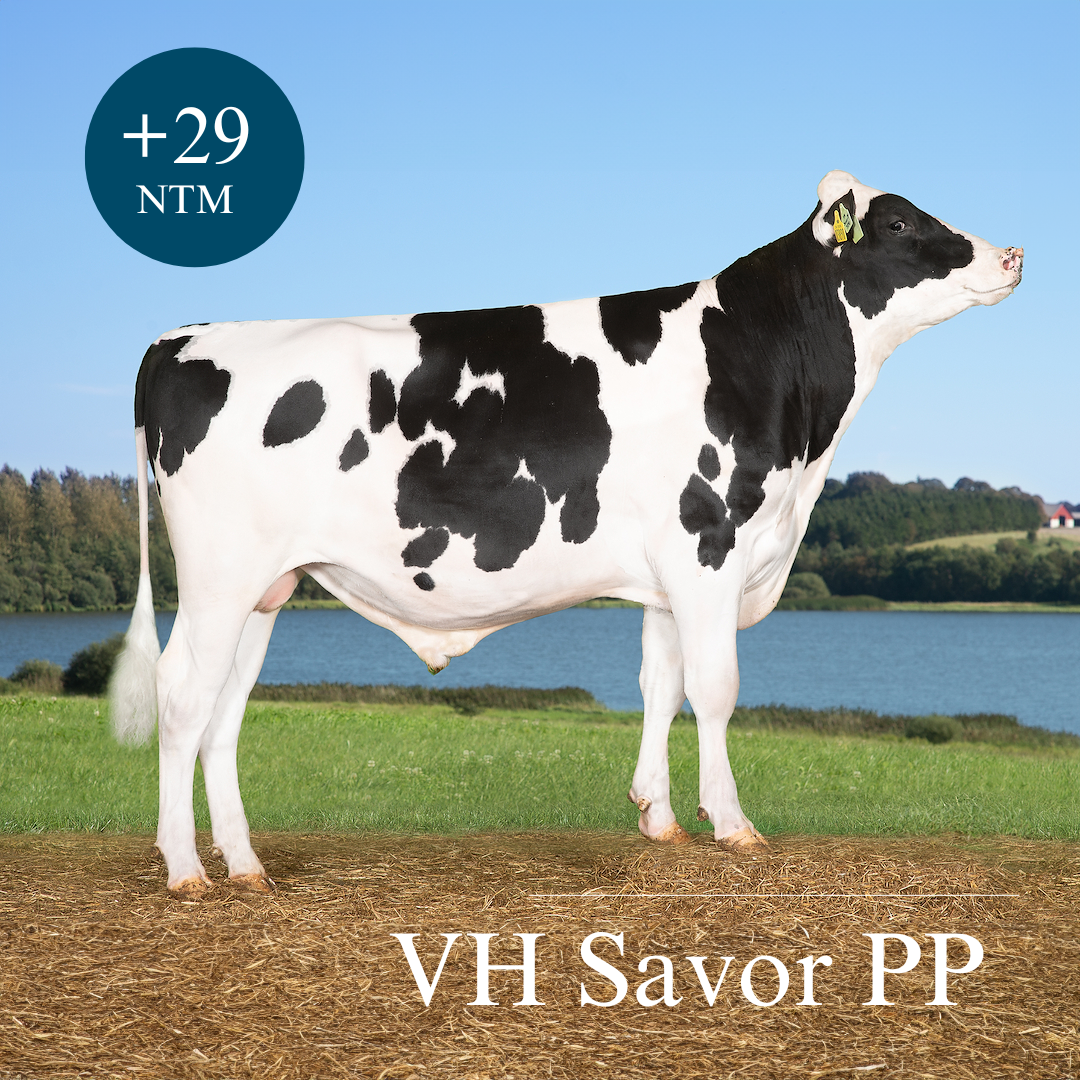 VH Savor PP