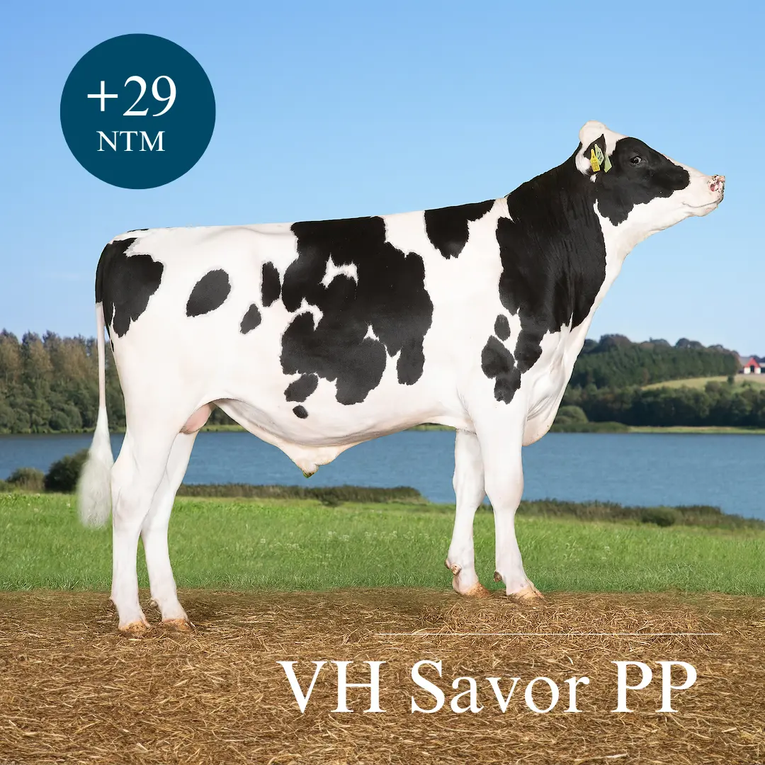 VH Savor PP