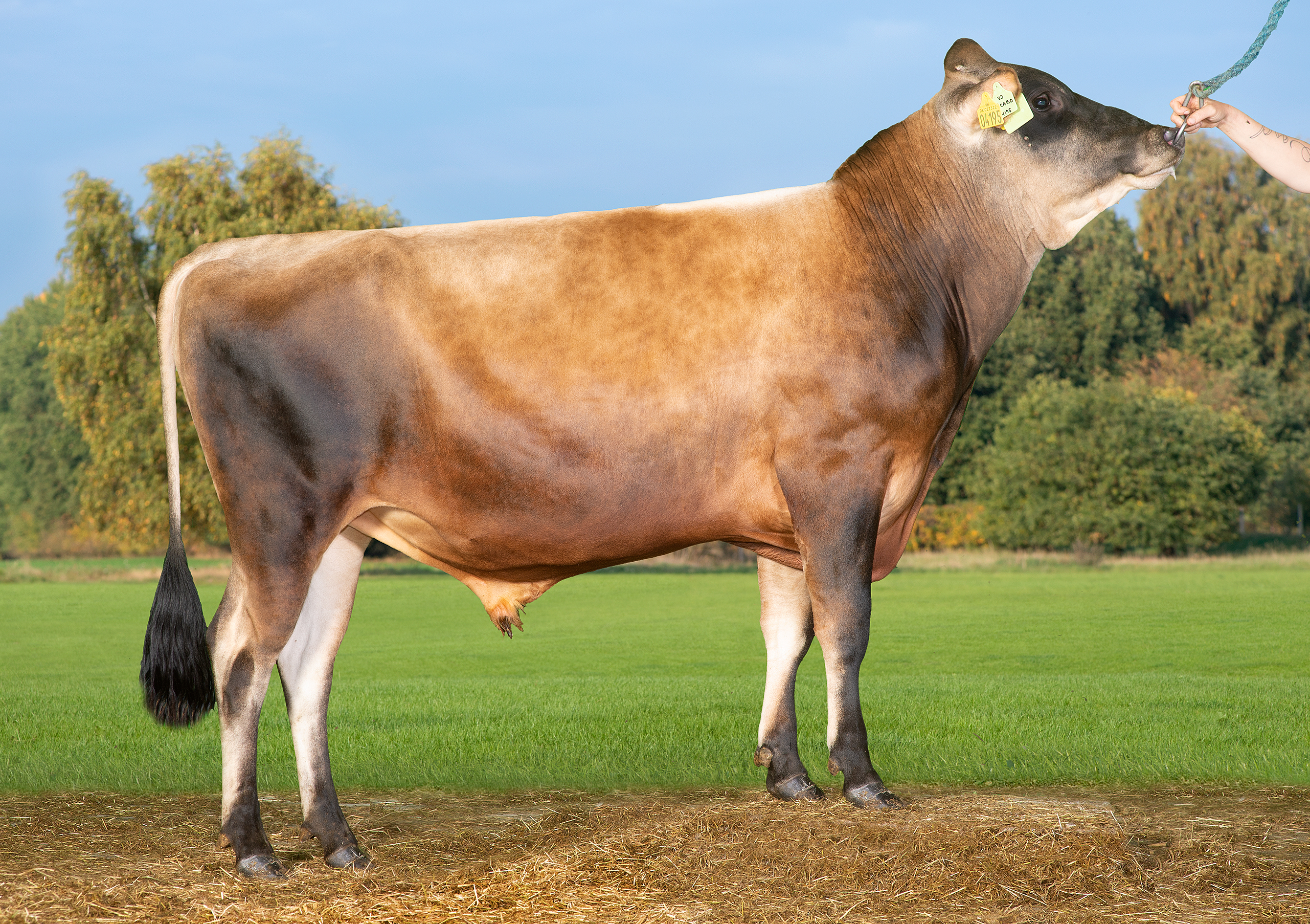 VJ Chicago (VJ Cozy)