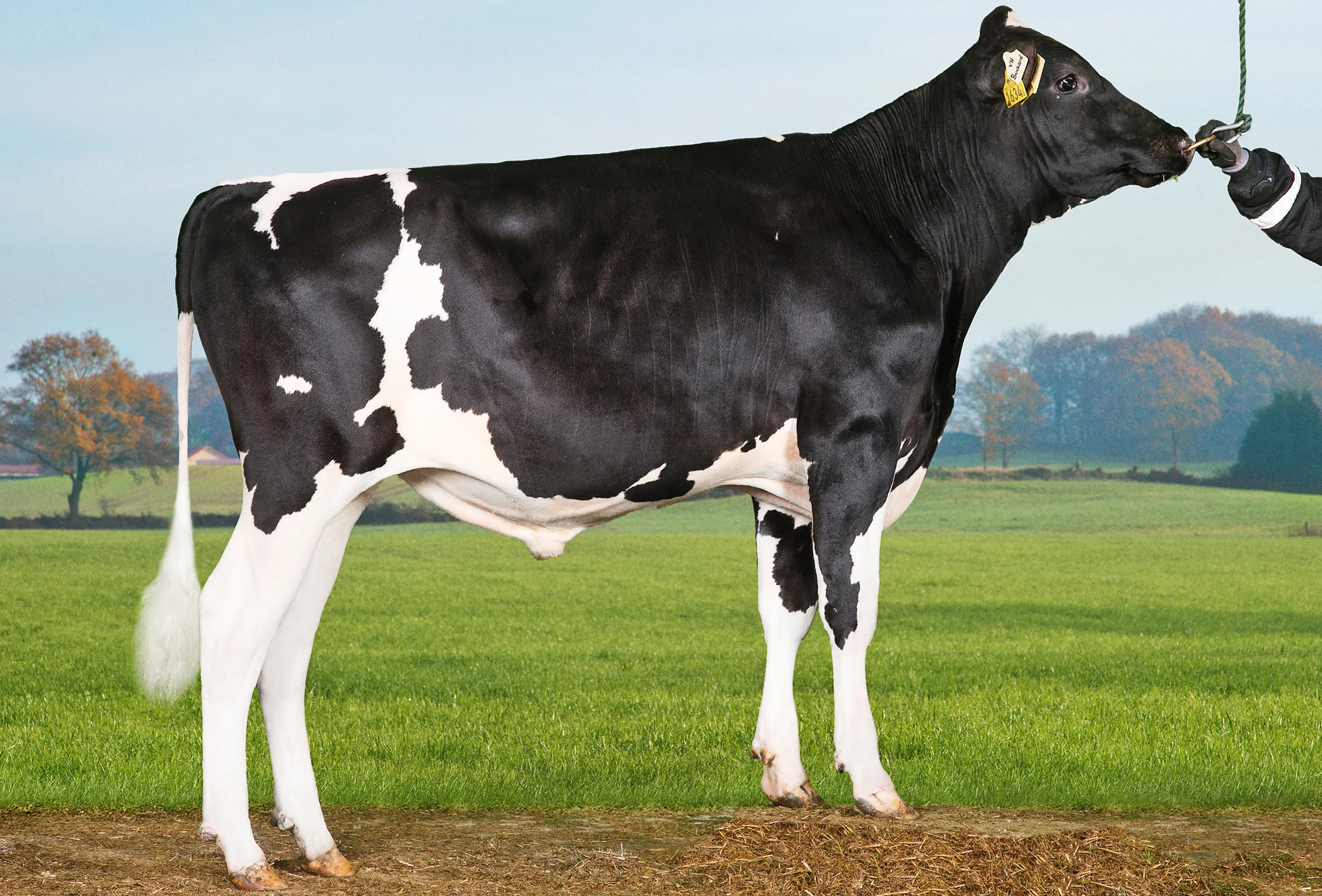 VH Buckard (Barkeeper) Srgb Web